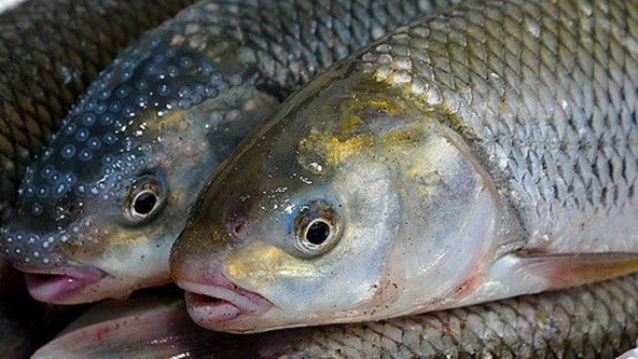 رتبه اول ایران در پرورش ماهی قزل‌آلا