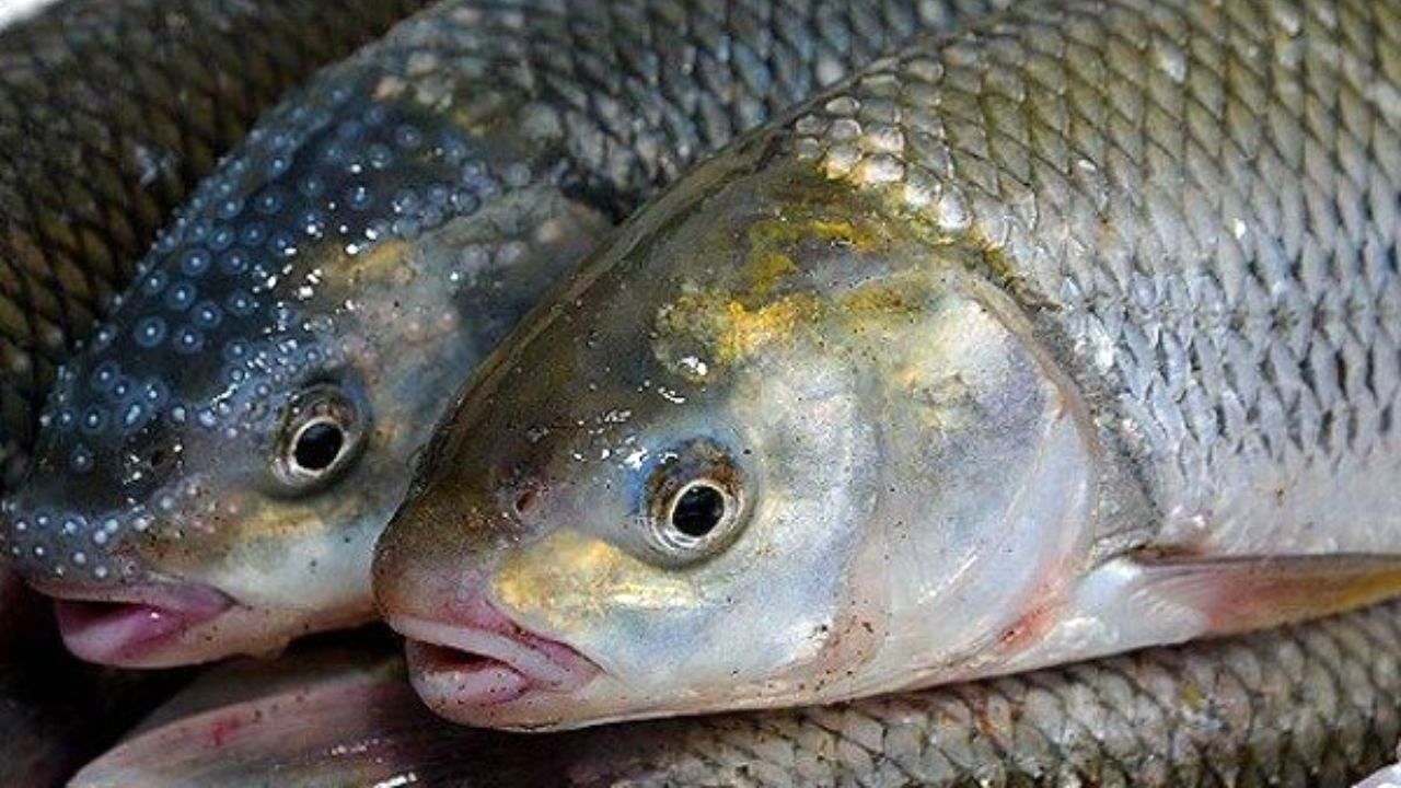 رتبه اول ایران در پرورش ماهی قزل‌آلا