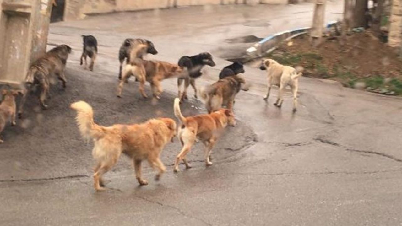 شهرداری براساس دستورالعمل‌ اقدام به زنده‌گیری سگ‌ها کرده است
