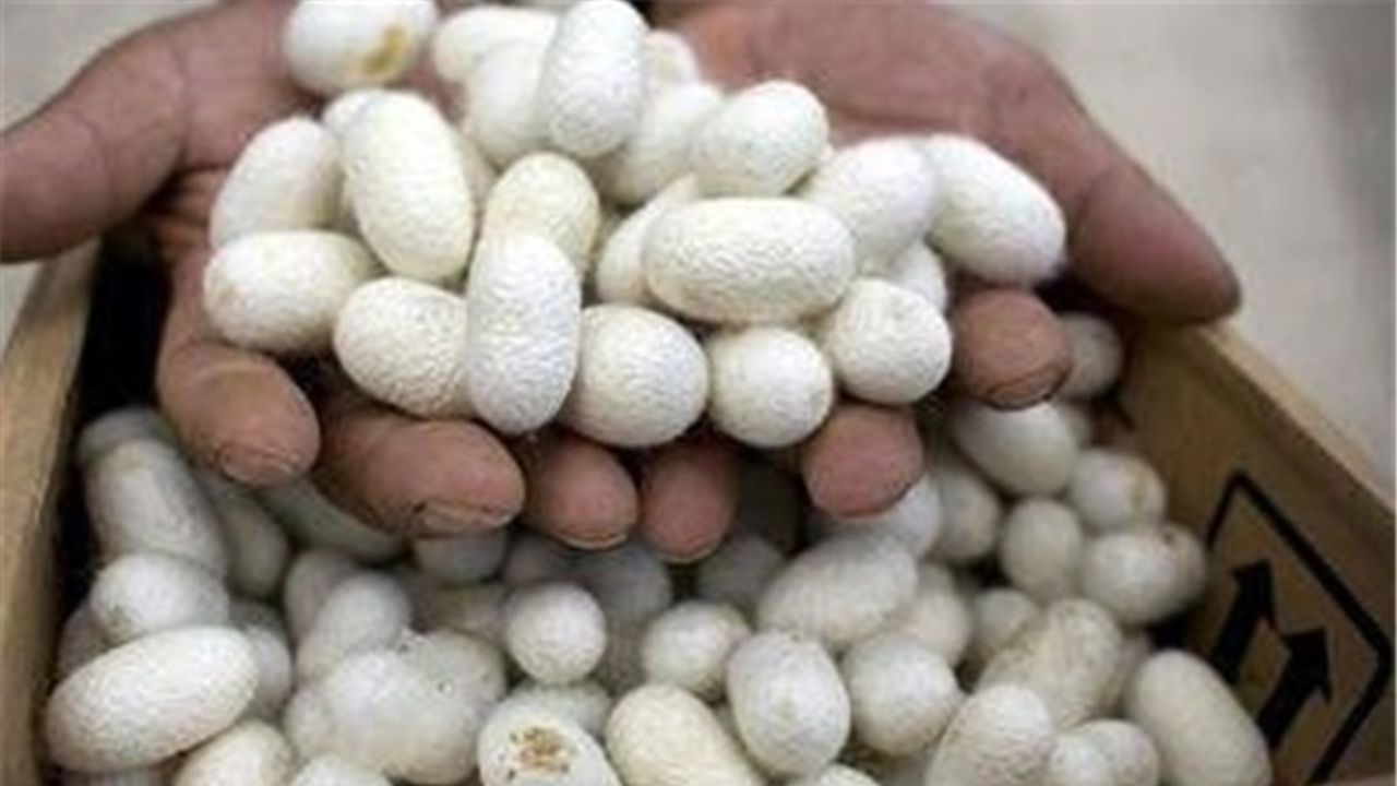 افزایش 18 درصدی تامین تخم نوغان برای توزیع در سال 1399