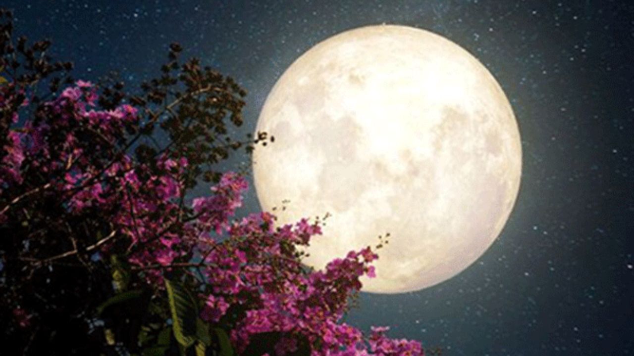 ماه صورتی بامداد چهارشنبه آینده به اوج خود می‌رسد