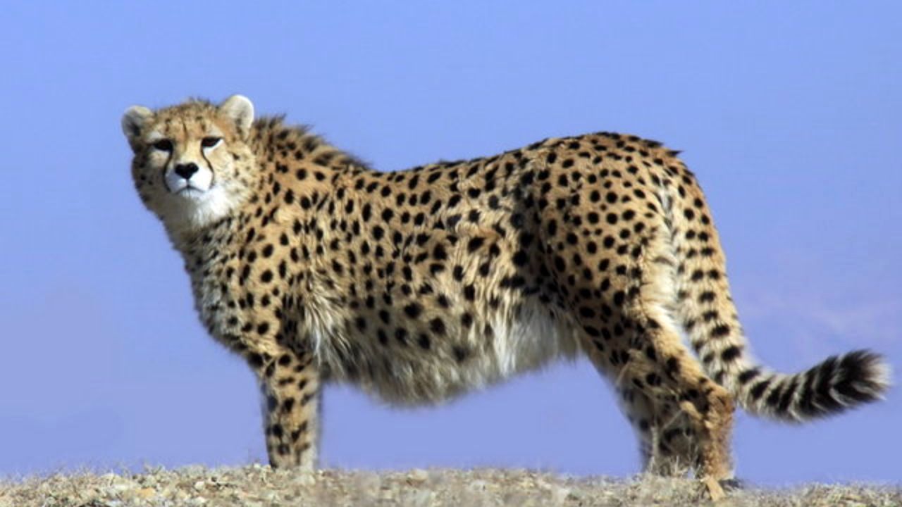لحظه‌ای که «ایران»، یوزپلنگ ایرانی به هوش می‌آید + ویدئو