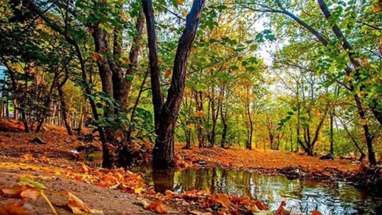 آتش‌سوزی پارک چیتگر عمدی بود اما مهار شد+ویدئو