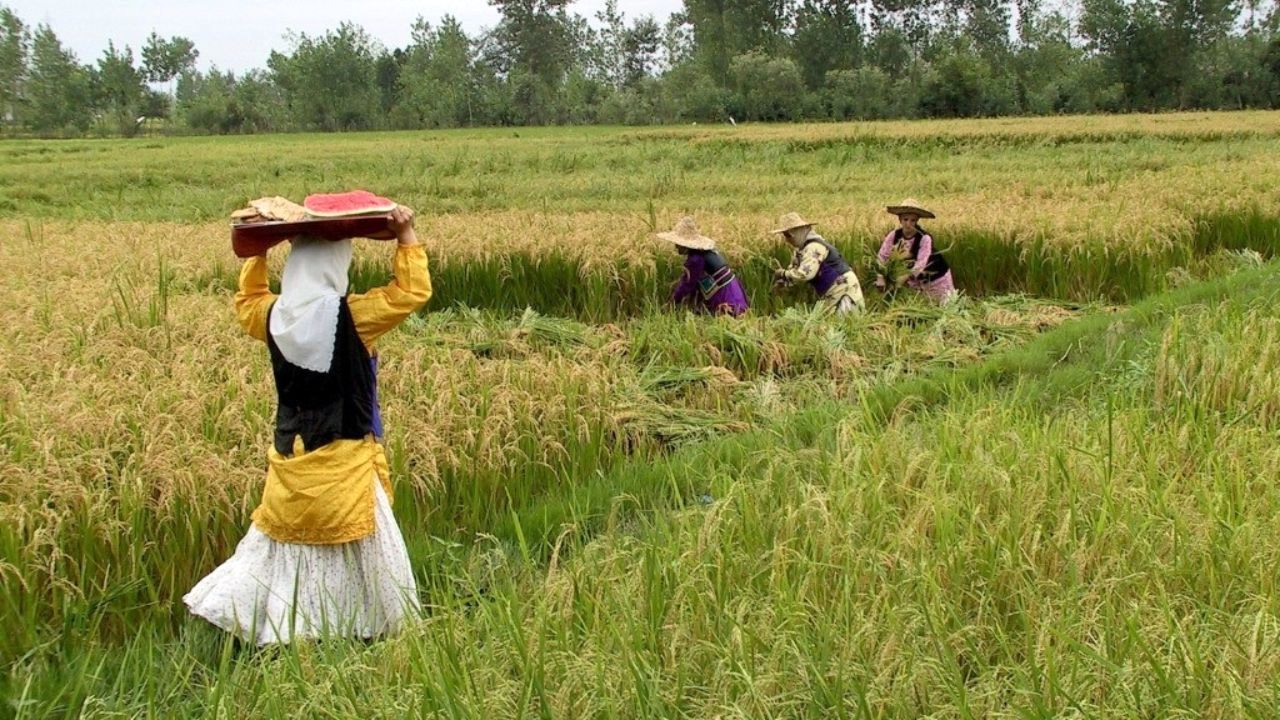 افزایش 3 برابری هزینه تبدیل، تولید برنج را نابود می‌کند/ مقام مسئول: نرخ نهایی قطعی نشده است