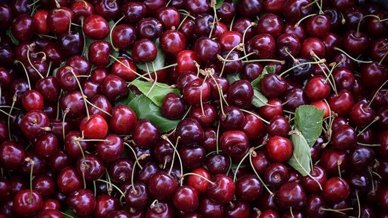 1 کیلو گیلاس لاکچری به اندازه یارانه خانواده 4 نفره+عکس