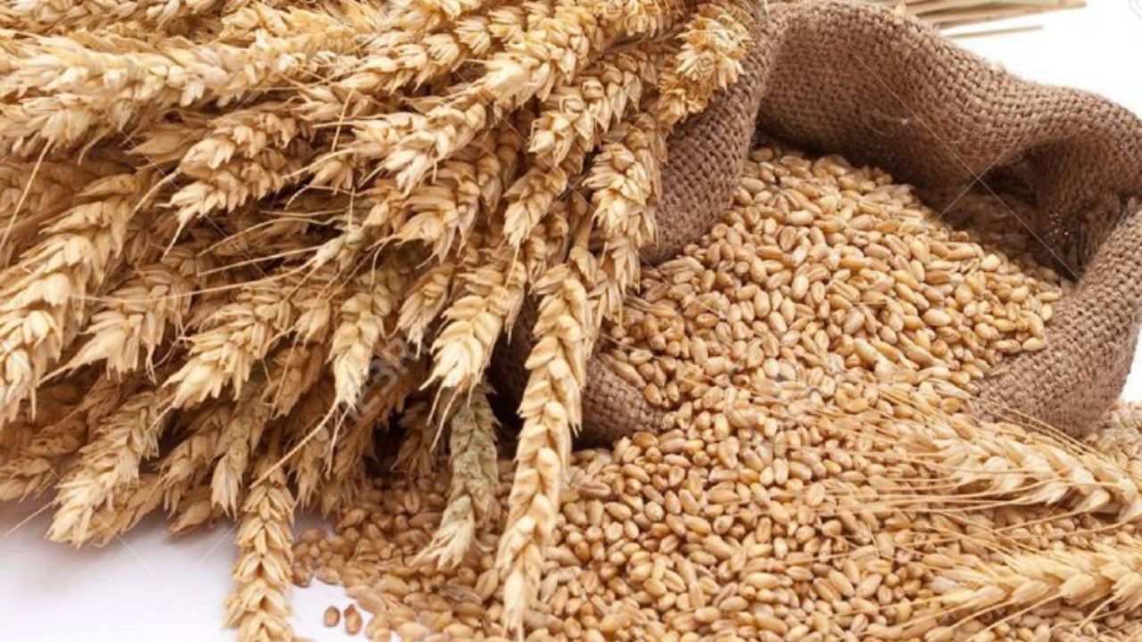 لزوم بازنگری در سیاست‏‌های خودکفایی گندم + عکس