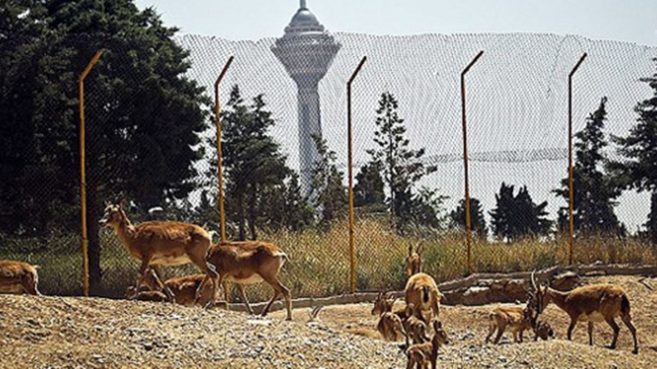 خبر خوش برای حیات وحش تهران: جمعیت پستانداران بیشتر شده است