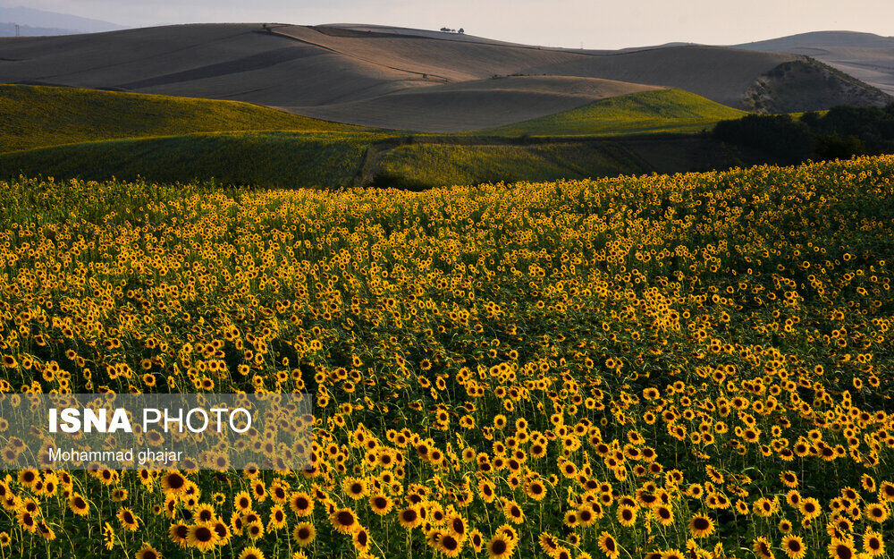 مزارع آفتابگردان