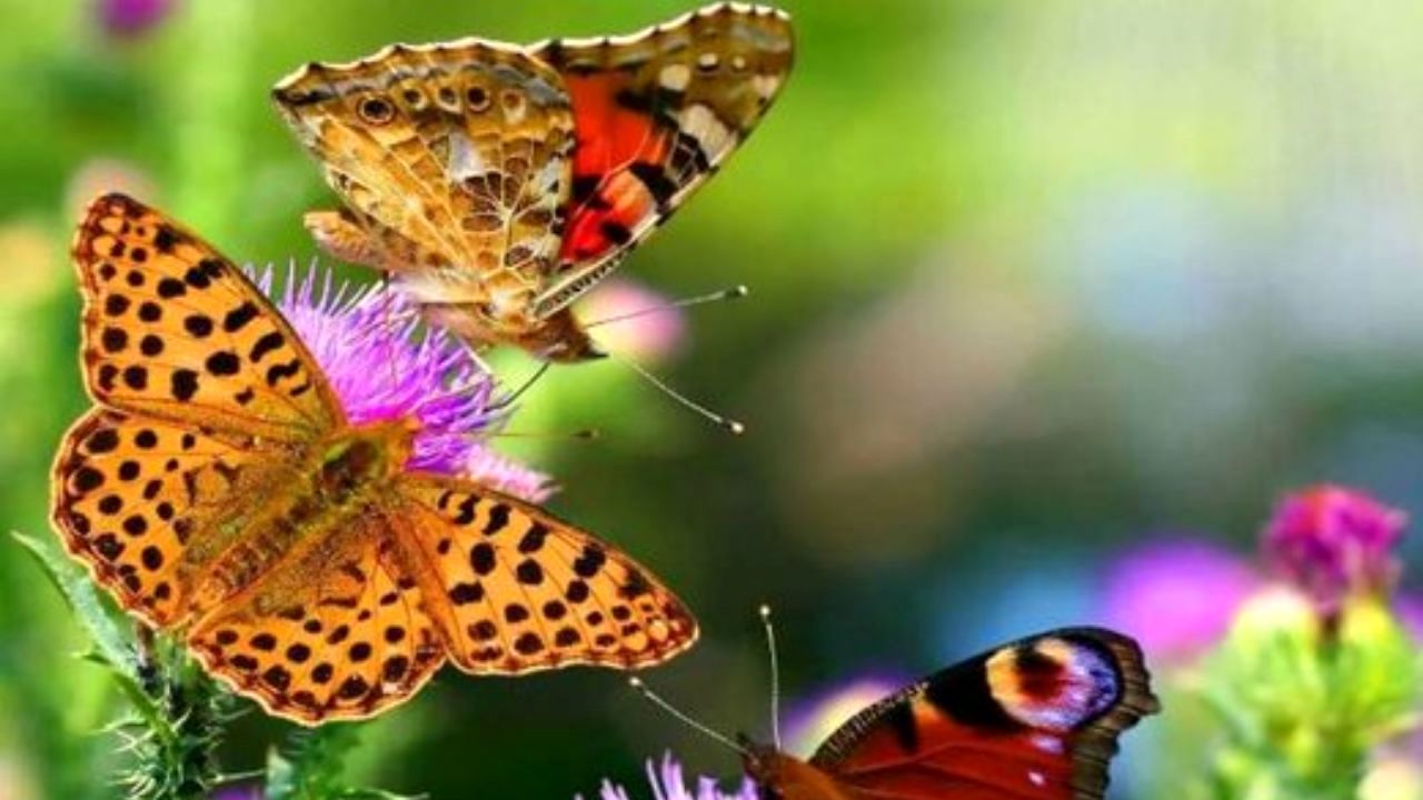 چرا امسال تهران پروانه نداشت؟