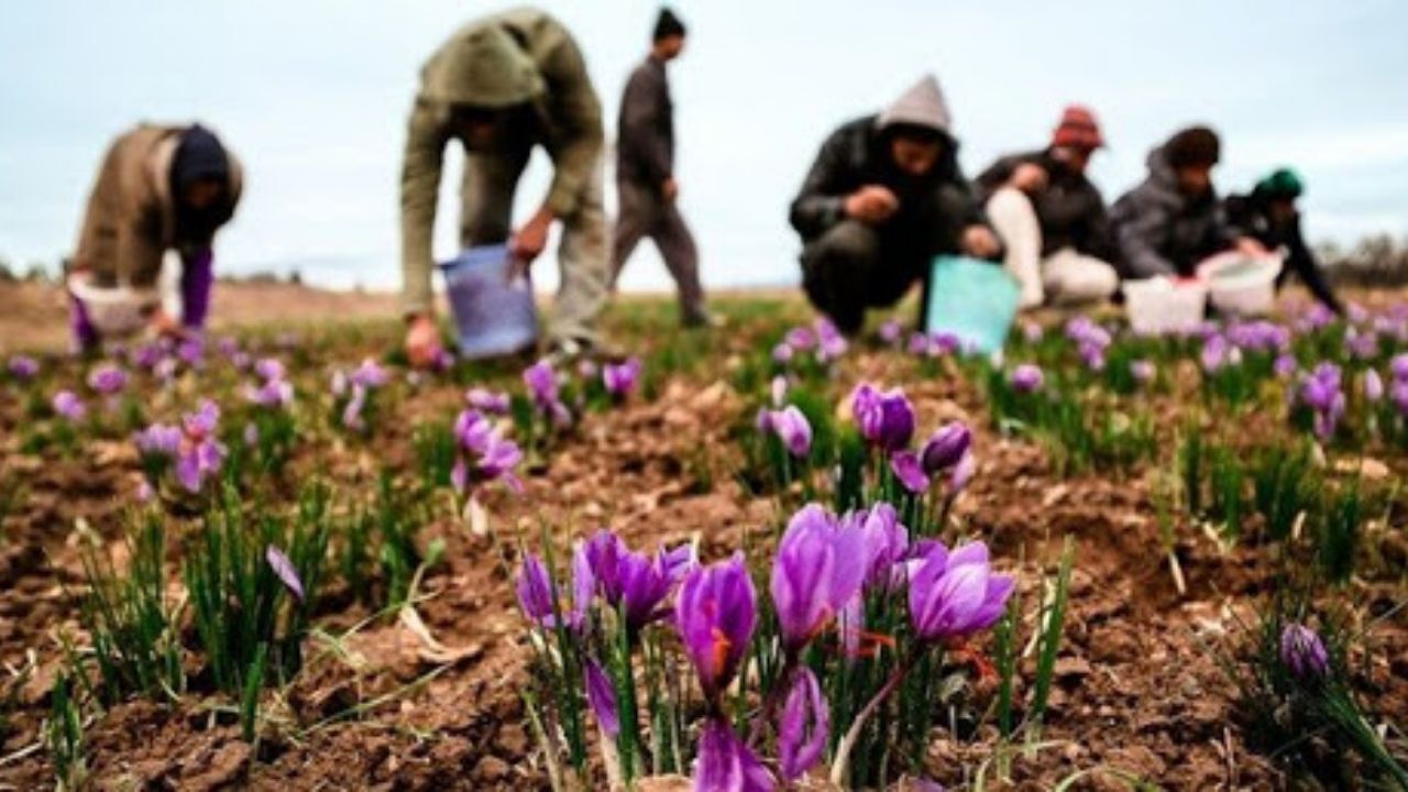 خروج پیاز زعفران از کشور ممنوع است/ انتقاد از حضور سفیر در افتتاح گلخانه قطری با زعفران قاچاق‌شده ایرانی