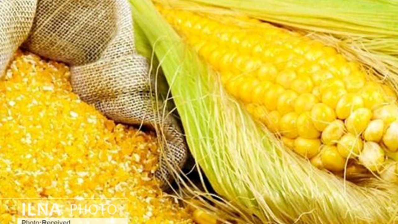 بیش از 14.7 میلیون تن ذرت در سال زراعی جاری تولید می‌شود