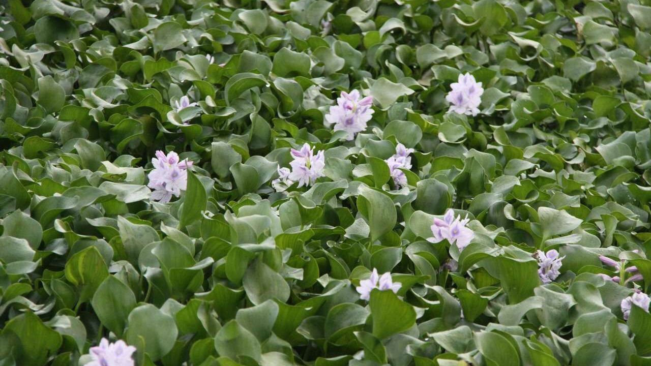 تخصیص اعتبار برای مبارزه با سنبل آبی در دستور کار هیات وزیران قرار گرفت