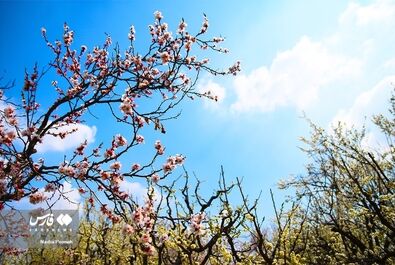 شکوفه‌های بهاری