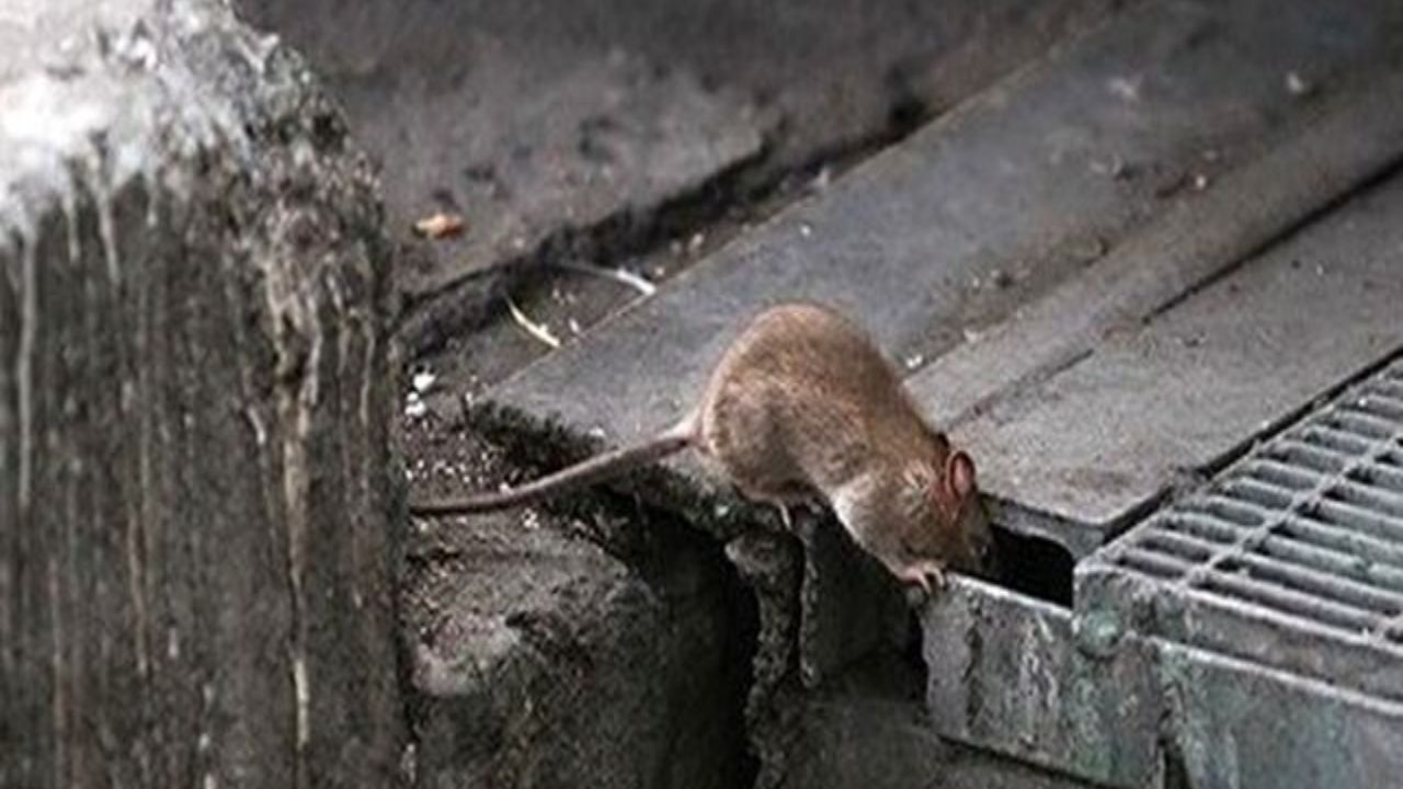 موش از بین نمی‌رود و همیشه وجود دارد