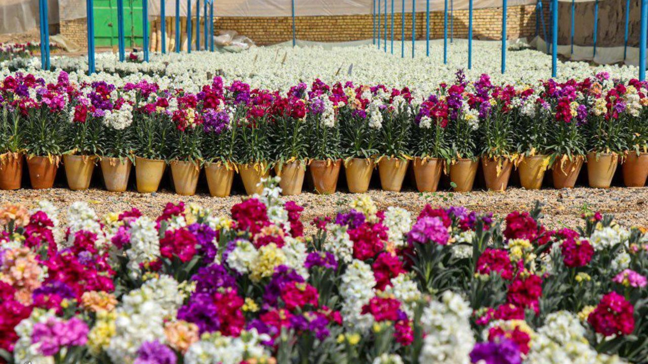 قیمت گل در نوروز 1400 به صورت بی‌سابقه‌ای گران شد/ دلالان گل 4 برابر واحدهای گل فروشی!