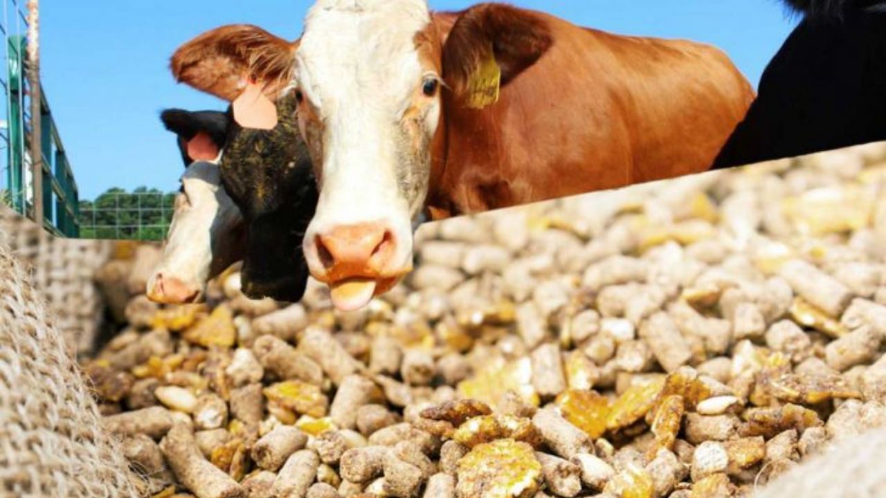 ثبت سفارش نهاده‌های دامی از امروز آغاز  می‌شود