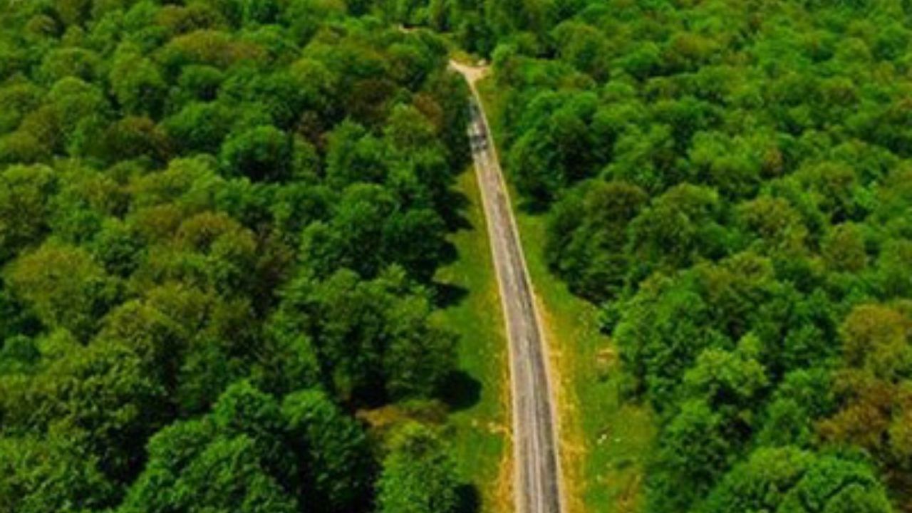 آغاز پایش هوایی جنگل‌های هیرکانی