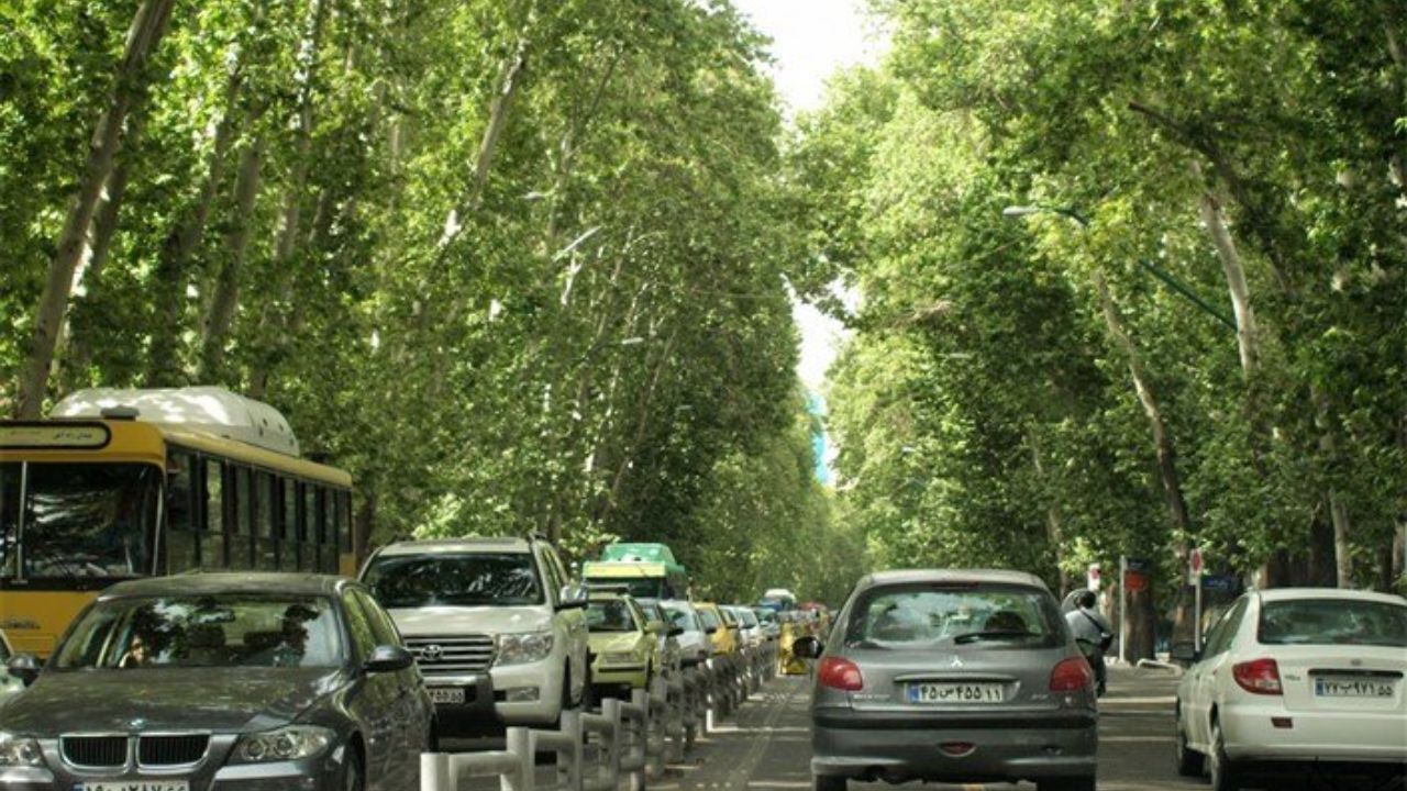 وضعیت چنارهای ولیعصر نگران کننده است