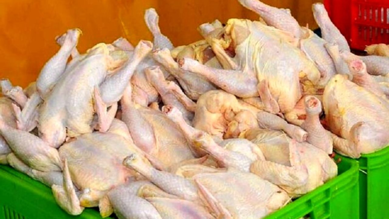 فیلم وجود مارمولک درون شکم مرغ ساختگی است