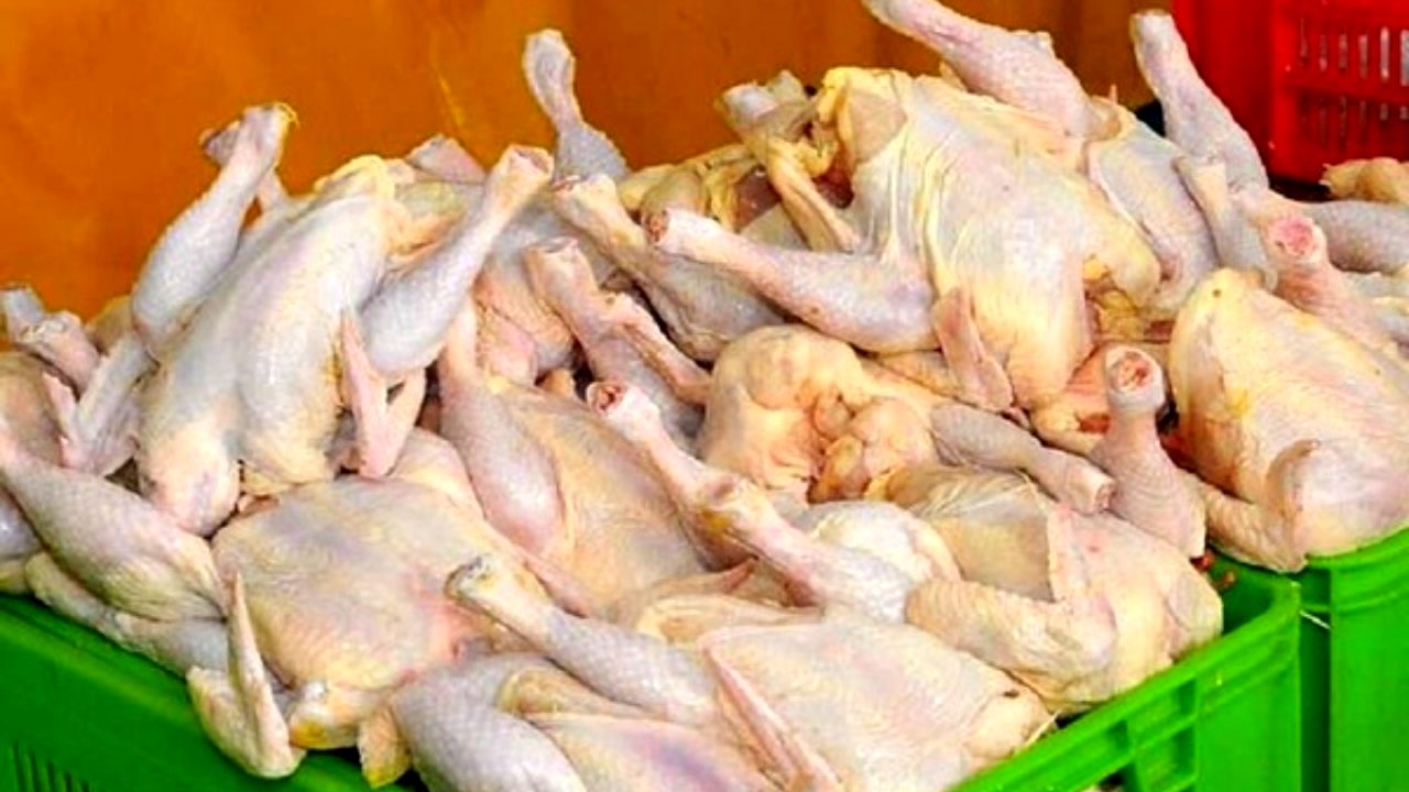 فیلم وجود مارمولک درون شکم مرغ ساختگی است