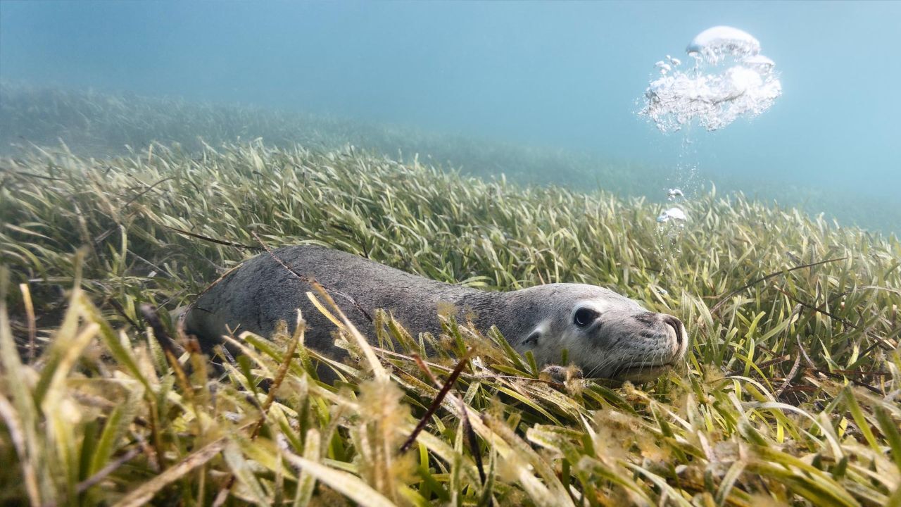 پنگوئن در برابر شیر دریایی+ ویدئو