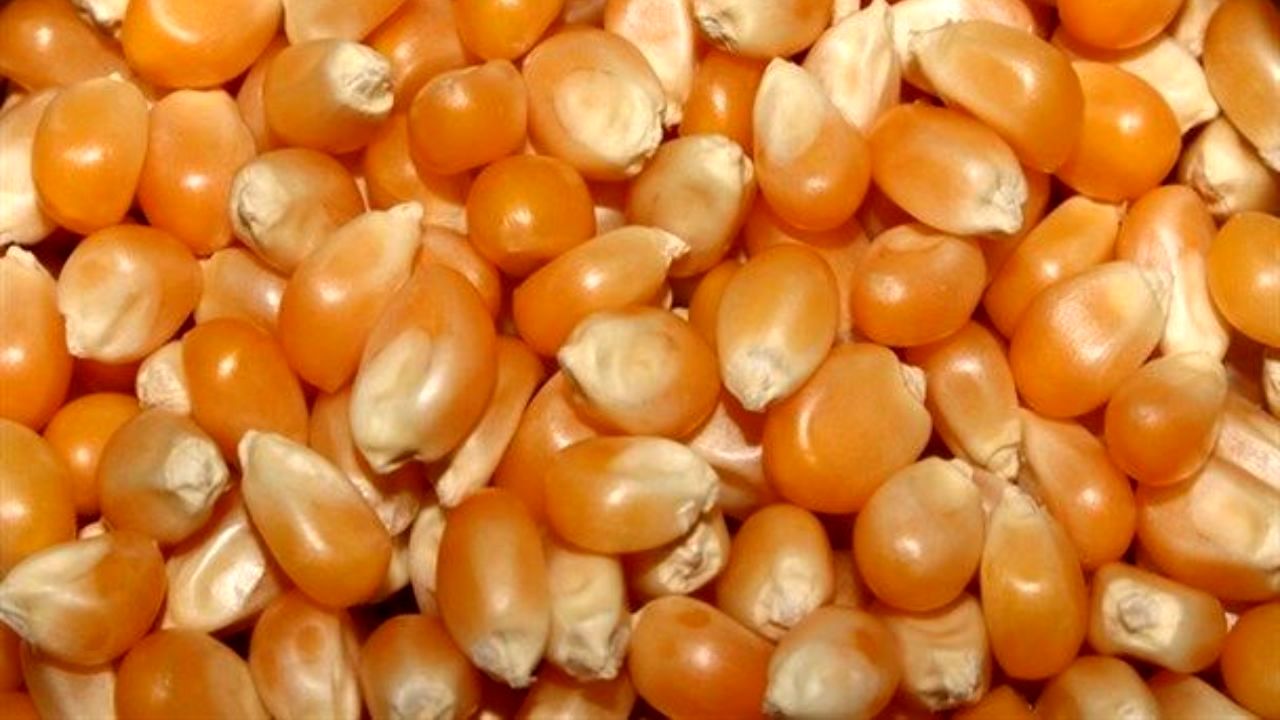 عودت محموله ذرت منجمد به گمرک در موعد مقرر انجام شد