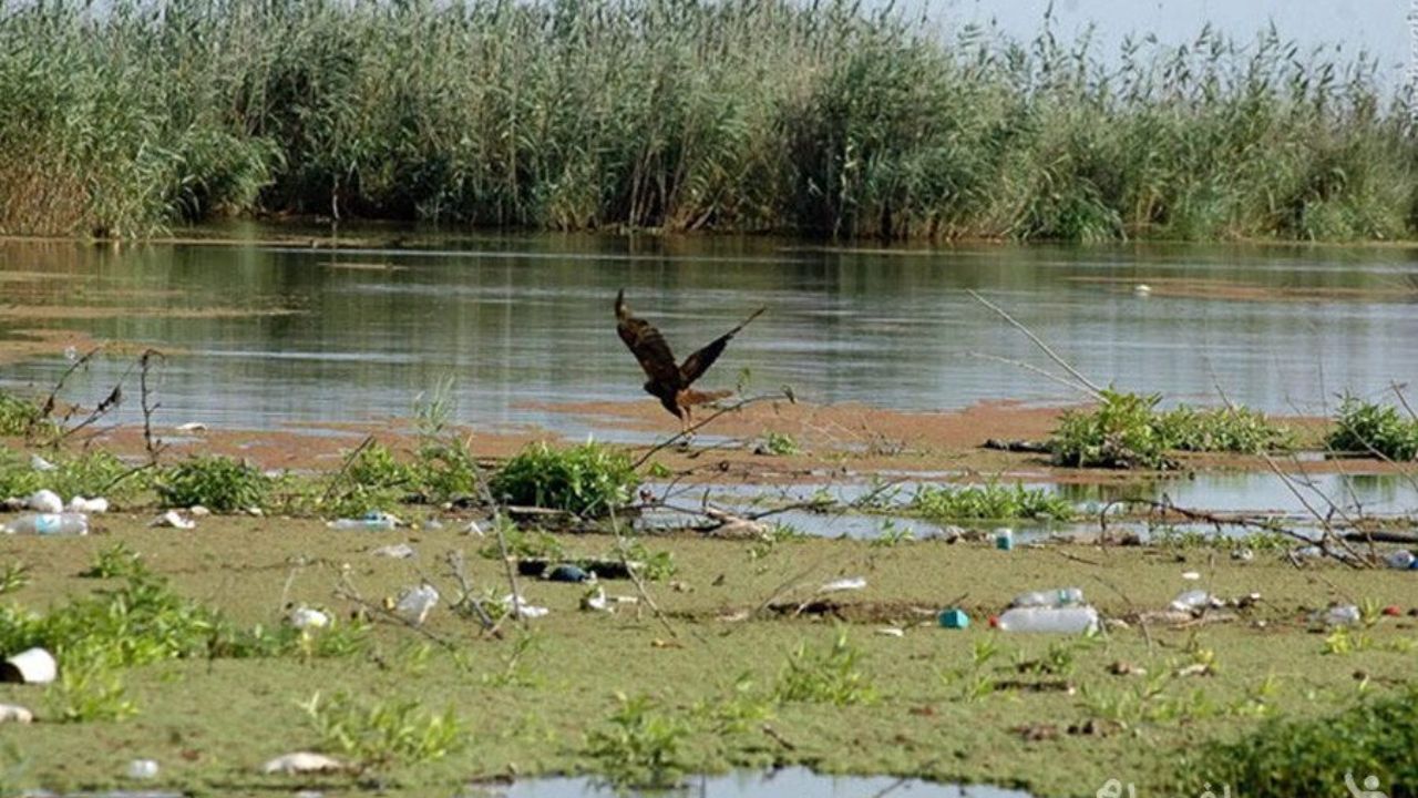 روند احیای تالاب رو به مرگ انزلی به مشکل خورد