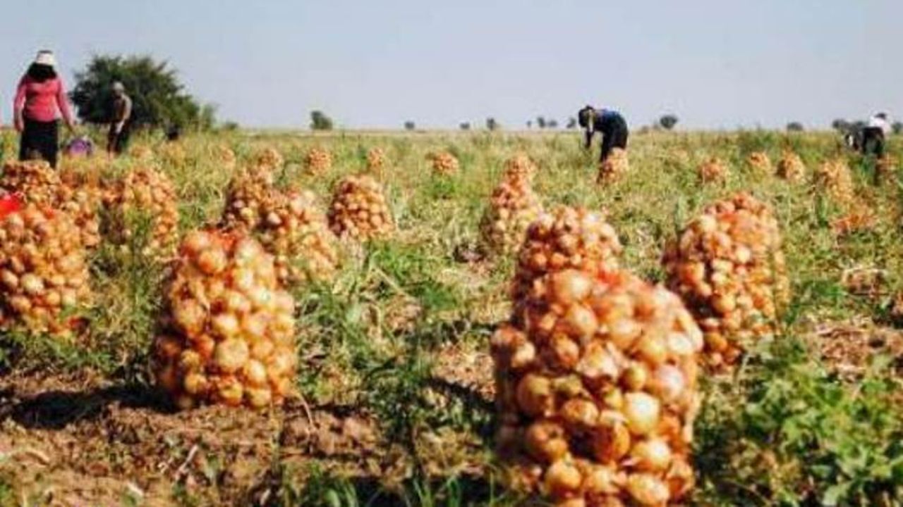 اختصاص فضای ویژه در میادین میوه و تره بار برای فروش مستقیم پیاز