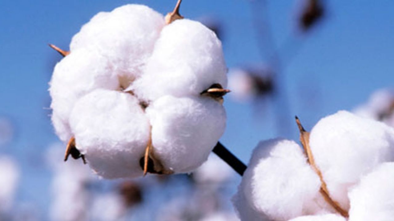 افزایش ضریب مکانیزاسیون راهی برای خودکفایی طلای سفید