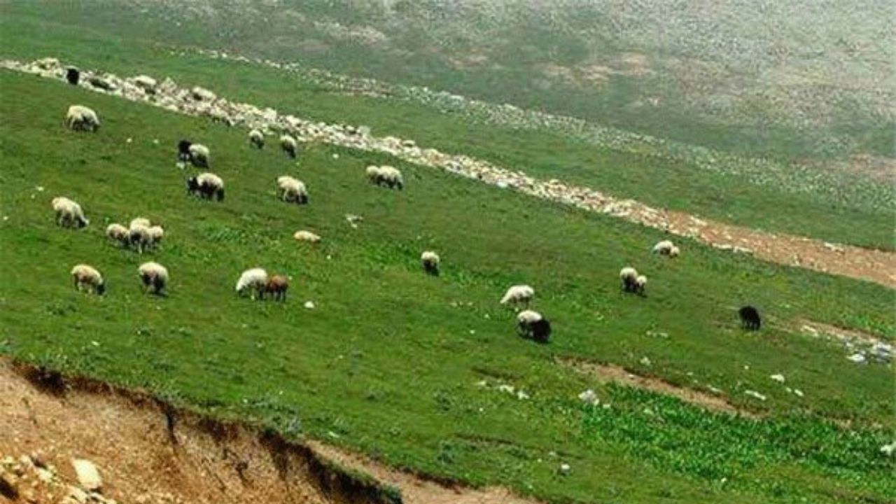 برخورد با متخلفان چرای غیر مجاز در منطقه حفاظت شده البرز جنوبی