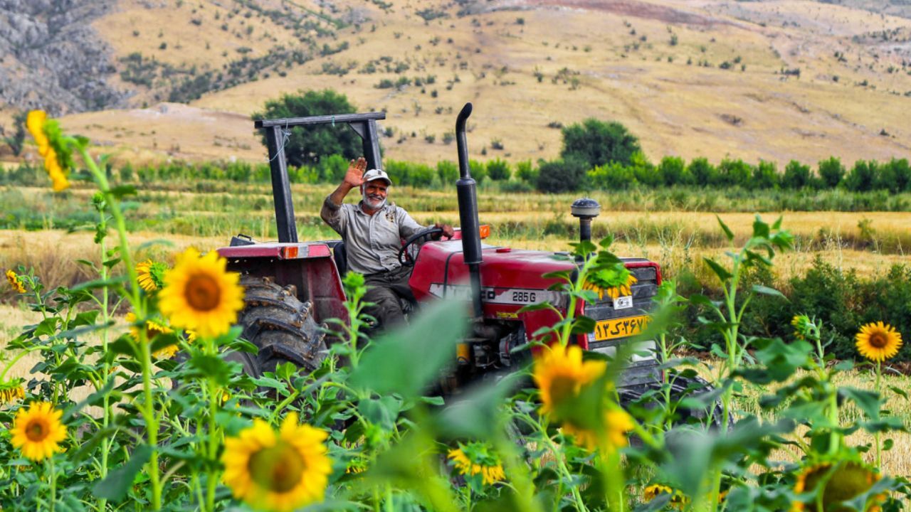 هدفگذاری برای 150 هزار هکتار کشت سویا، کنجد و آفتابگردان در سال زراعی جاری
