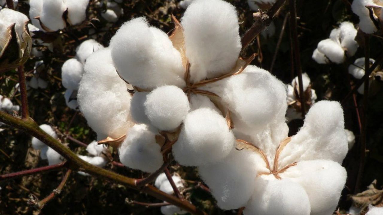 کاهش 60 میلیون دلاری واردات پنبه به کشور
