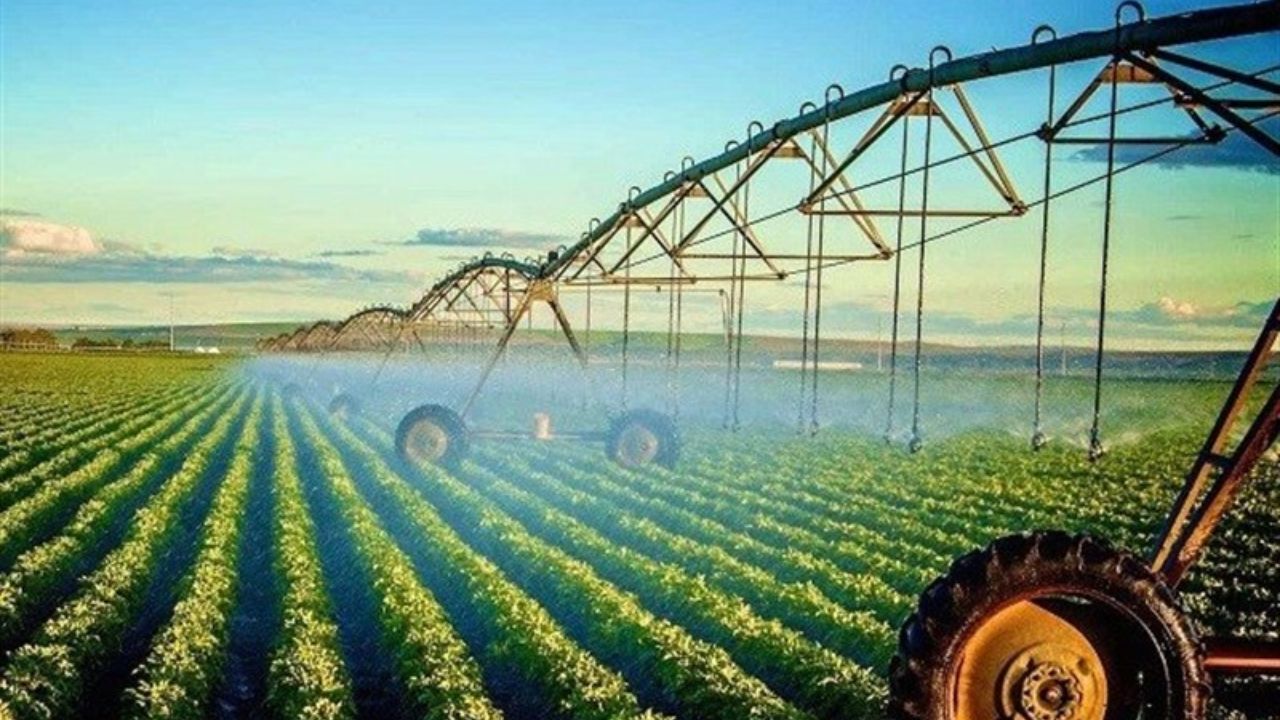 3200 تن بذر گواهی شده برنج بین کشاورزان توزیع شد