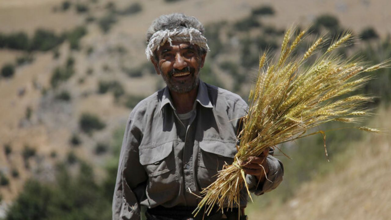 قطعی برق افت 20 درصدی تولید گندم را رقم زد؛ وزارت نیرو باید پاسخگو باشد
