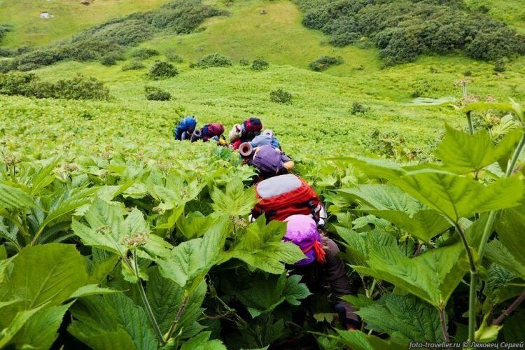 رویش گیاهانی عجیب در روسیه