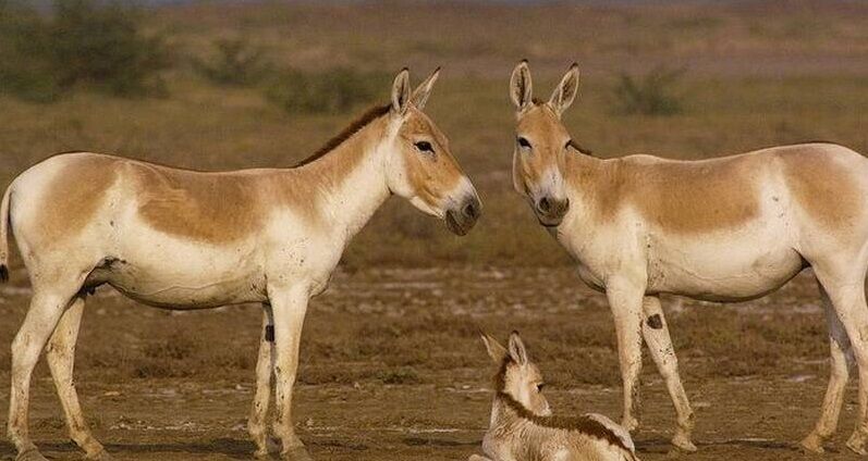 وضعیت گونه‌های حیات‌ وحش کشور مساعد نیست
