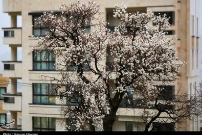 شکوفه‌های بهاری در سنندج