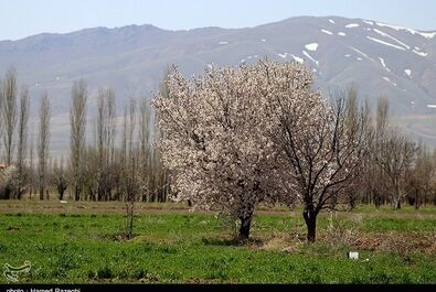 طبیعت بهاری ابهر