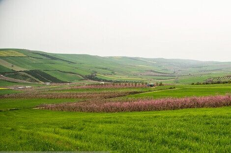 پیشنهاد ۱۰ هزار تومانی کشاورزان برای خرید تضمینی گندم