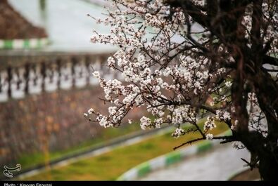شکوفه‌های بهاری در سنندج