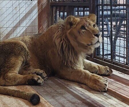 سرنوشت توله شیر باغ‌وحش صفادشت چه شد؟