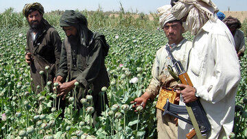 اعتراض شدید به رفع محدودیت کشت خشخاش در کشور؛ بهتر است غصه اشتغال و ازدواج جوانان را بخورید نه مرغوبیت تریاک!