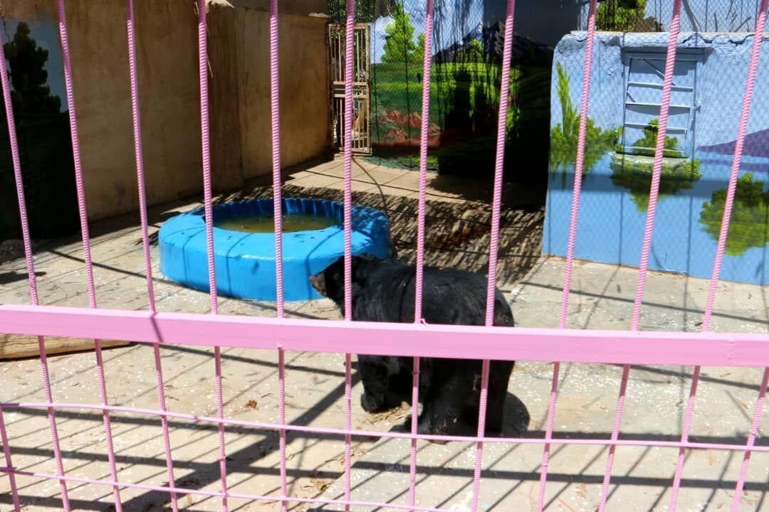 ناپدید شدن ۱۹ گونه جانوری در باغ وحش شهرستان زهک طی یک سال