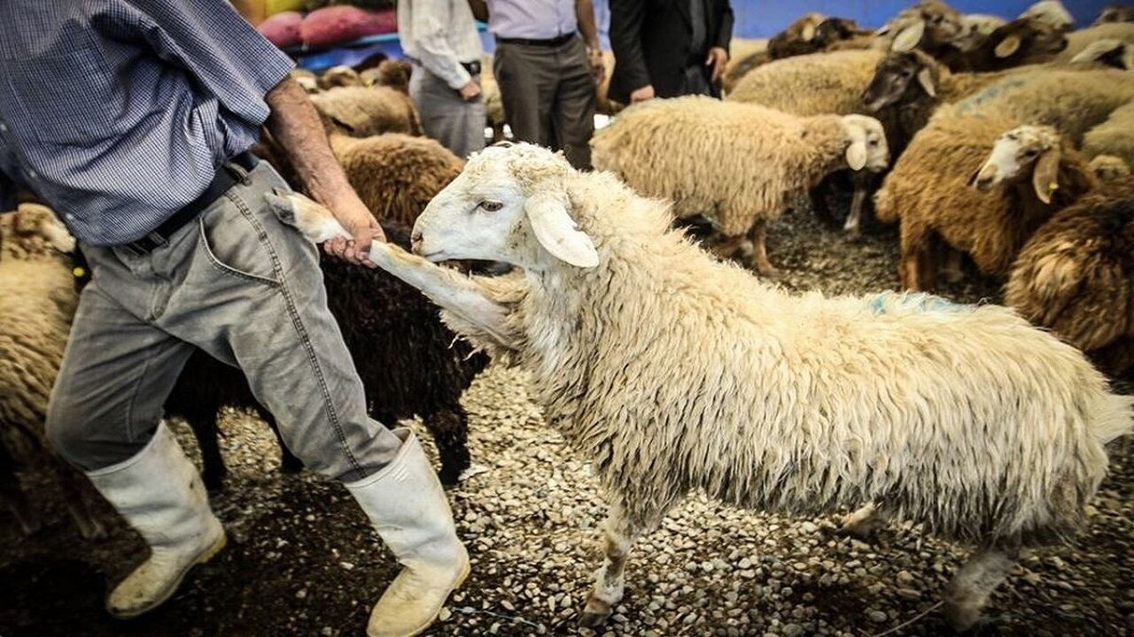 مقصر گرانی‌های اخیر در بازار گوشت قرمز مشخص شد؛ دامدار!