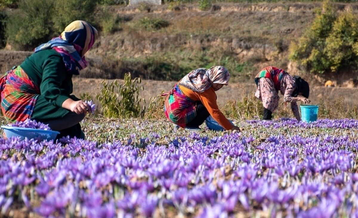 
واکنش جنجالی طالبان به قاچاق زعفران از ایران

