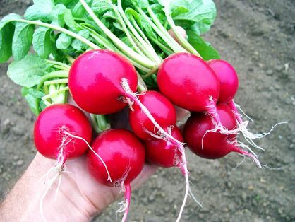 این سبزی ما را از سرماخوردگی حفظ می‌کند
