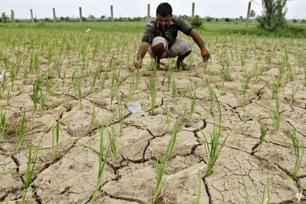 شرایط تامین آب برنج گیلان نامناسب است