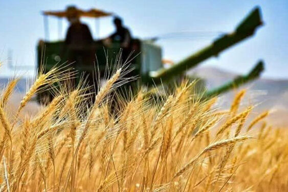 تکلیف قیمت گندم سال آینده مشخص شد؟