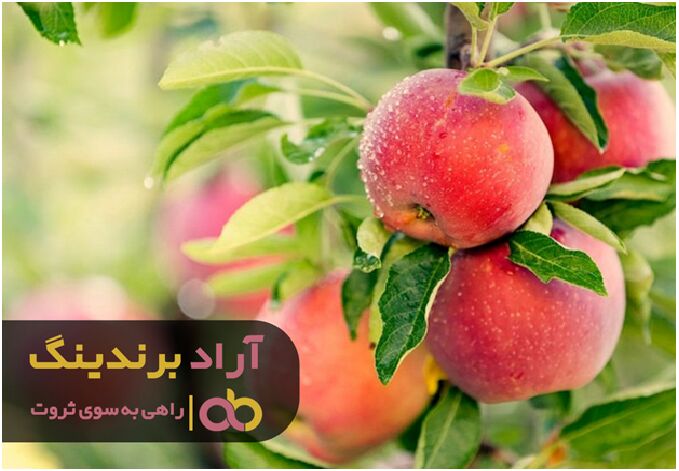 سیب درختی اشنویه ایرانی به اروپا صادر شد