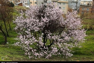 شکوفه‌های بهاری در سنندج